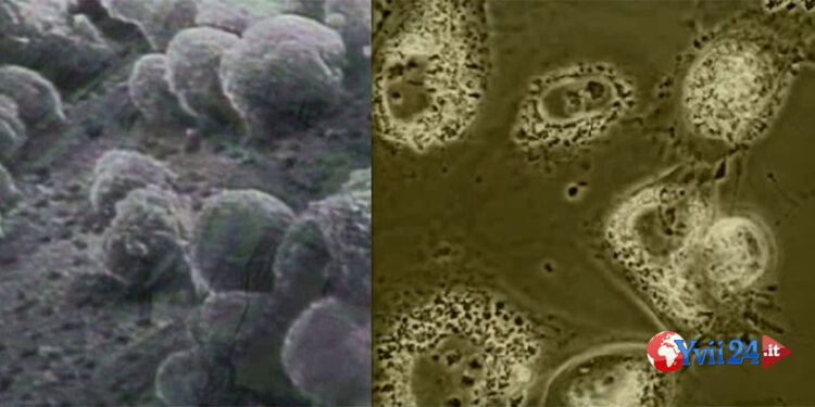 La riproduzione. Microscopici e devastanti i virus (parte 2ª)