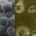 La riproduzione. Microscopici e devastanti i virus (parte 2ª)