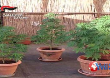Prov. Catania. Piante cannabis dietro forno: denunciato 29enne