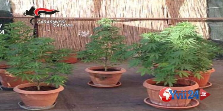 Prov. Catania. Piante cannabis dietro forno: denunciato 29enne