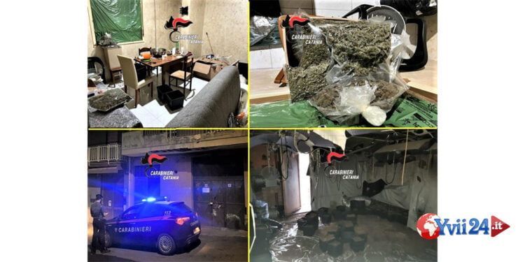 Catania. Sequestrata serra e 15 kg di marijuana confezionata