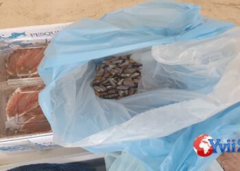 Catania. Pesce senza tracciabilità in autocarro: sanzionato