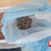 Catania. Pesce senza tracciabilità in autocarro: sanzionato