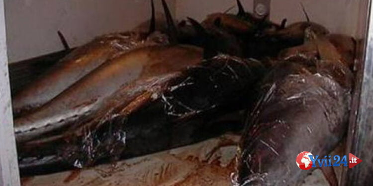 Sicilia. Nel furgone incendiato tonni in putrefazione
