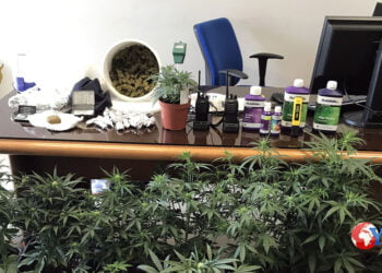 Sicilia. Serra indoor di stupefacenti, due arresti