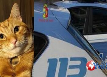 Catania. Sotto effetto di cocaina uccide gatto a coltellate