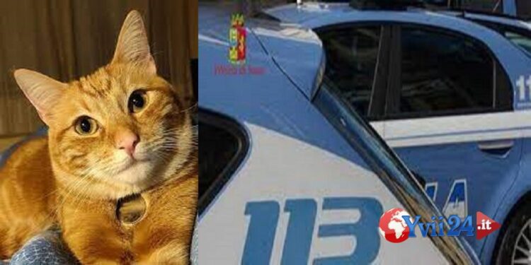 Catania. Sotto effetto di cocaina uccide gatto a coltellate