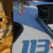 Catania. Sotto effetto di cocaina uccide gatto a coltellate