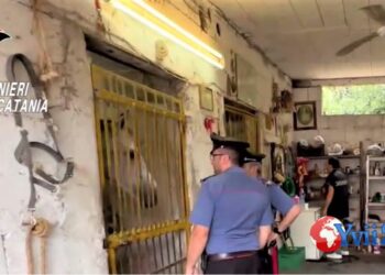 Prov. Catania. Corsa clandestina cavalli, 5 denunce