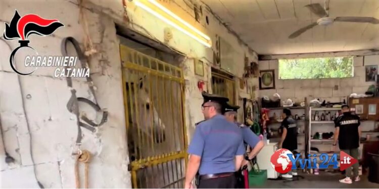 Prov. Catania. Corsa clandestina cavalli, 5 denunce