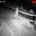 Biancavilla. Ladri di piante in azione (GUARDA VIDEO)