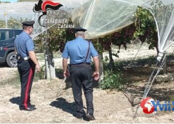 Prov. Catania. Contrasto a furti uva, sequestrata auto