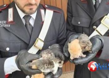 Prov. Catania. Animali in pessime condizioni, denunciata 62enne