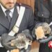 Prov. Catania. Animali in pessime condizioni, denunciata 62enne
