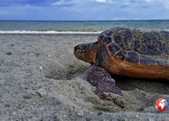 Sicilia. La Caretta è ritornata su una spiaggia vicina per nidificare