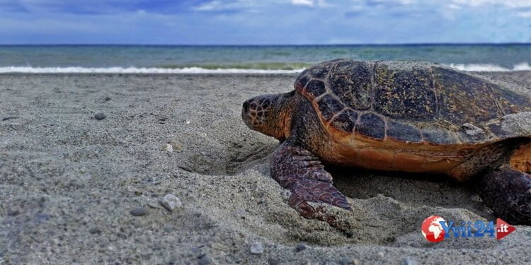 Sicilia. La Caretta è ritornata su una spiaggia vicina per nidificare