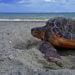 Sicilia. La Caretta è ritornata su una spiaggia vicina per nidificare