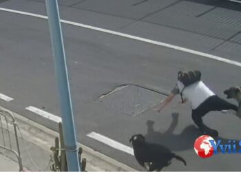 Catania. Uomo aggredito da tre cani al Porto