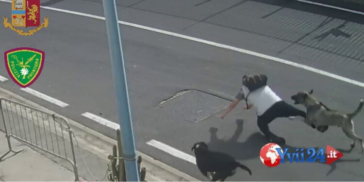 Catania. Uomo aggredito da tre cani al Porto