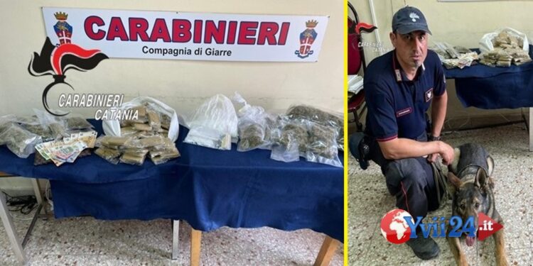 Prov. Catania. I cani gli trovano la droga, ai domiciliari 22enne