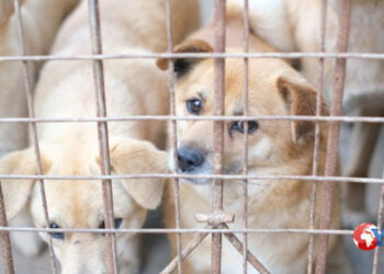 Prov. Catania. Scoperto canile lager. Trovati 11 cuccioli congelati