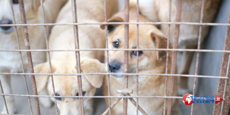 Prov. Catania. Scoperto canile lager. Trovati 11 cuccioli congelati