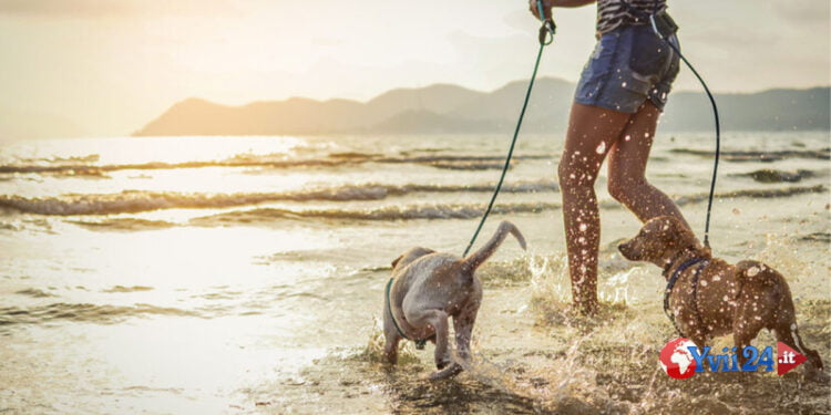 illegittimo il divieto di accesso alla spiaggia, nella stagione balneare, di cani