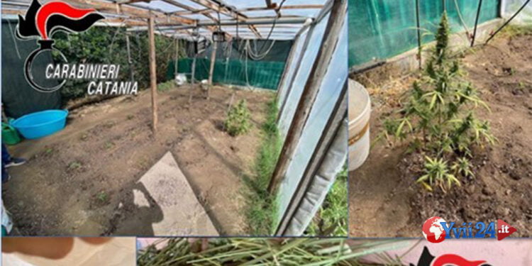 Prov. Catania. “Pollice verde in famiglia”. Arrestati 2 fratelli con serra di marijuana propria