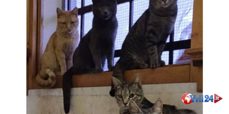 Il Tribunale di Catania ha invalidato un’ordinanza di spostamento del comune di Gravina di Catania alla tutor e rispettiva colonia di gatti