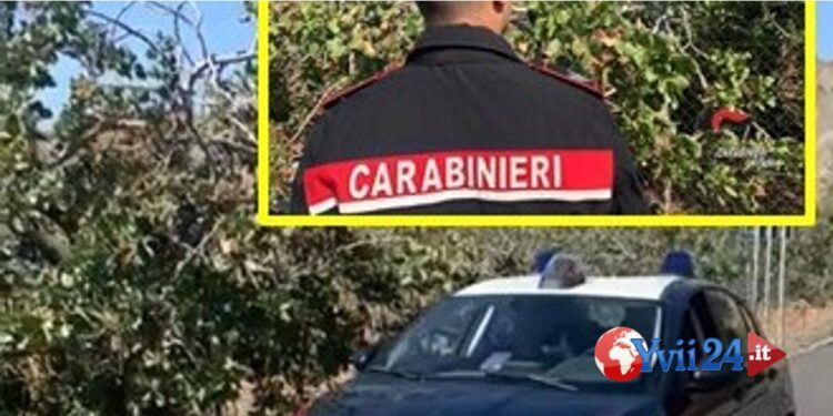 Bronte. Tentano di rubare pistacchi, 4 denunce