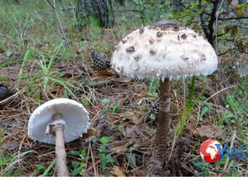 Catania. Intossicazione da fungo Falsa Mazza di Tamburo