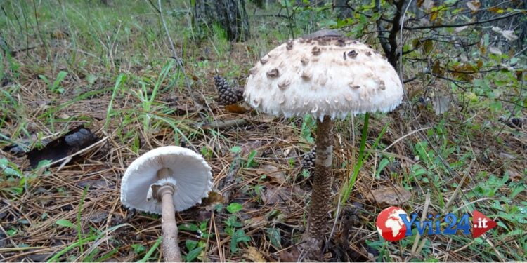 Catania. Intossicazione da fungo Falsa Mazza di Tamburo