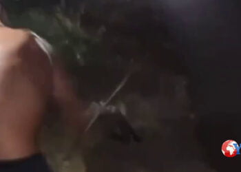 In provincia di Foggia dei ragazzi prendono a bastonate un’anatra incitandosi tra loro per finirla (video immagini forti)