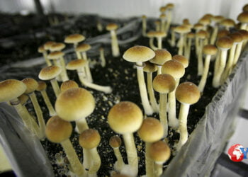 In Oregon circa 3mila persone sono in lista di attesa per provare i cosiddetti “funghi magici” nel primo centro autorizzato degli USA