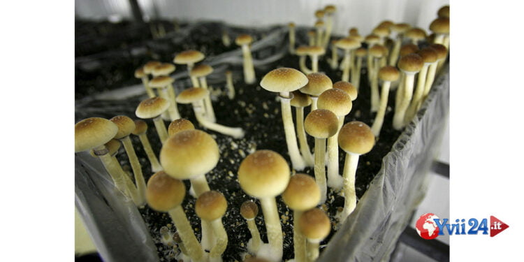 In Oregon circa 3mila persone sono in lista di attesa per provare i cosiddetti “funghi magici” nel primo centro autorizzato degli USA