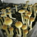 In Oregon circa 3mila persone sono in lista di attesa per provare i cosiddetti “funghi magici” nel primo centro autorizzato degli USA