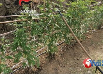 Prov. Catania. Serra di marijuana in casa, ai domiciliari 46enne