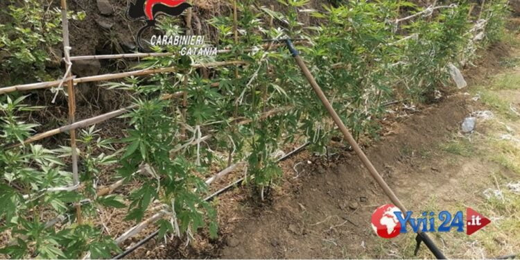 Prov. Catania. Serra di marijuana in casa, ai domiciliari 46enne