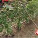 Prov. Catania. Serra di marijuana in casa, ai domiciliari 46enne