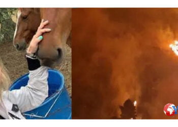 Maria era andata a salvare i suoi cavalli in un maneggio di proprietà vicino Cefalù. Le fiamme l’hanno avvolta. L’OPINIONE