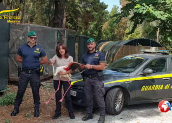 Finanzieri di Messina hanno individuato e soccorso un fenicottero rosa ferito e in difficoltà nei pressi dei laghi di Ganzirri (VIDEO)