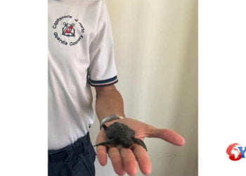 La Capitaneria di porto di Messina è intervenuta a seguito di segnalazione salvando una tartaruga in difficoltà sulla spiaggia