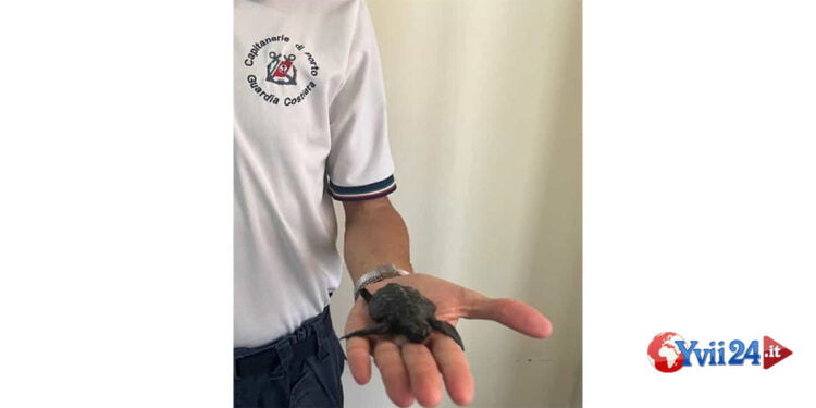 La Capitaneria di porto di Messina è intervenuta a seguito di segnalazione salvando una tartaruga in difficoltà sulla spiaggia