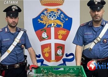 Biancavilla. Marijuana nel terrazzo di casa, arrestato 26enne