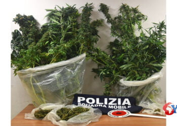 Coltivava gli stupefacenti in un locale sotterraneo sotto una botola ma non è sfuggito al fiuto del cane antidroga della Questura di Ragusa