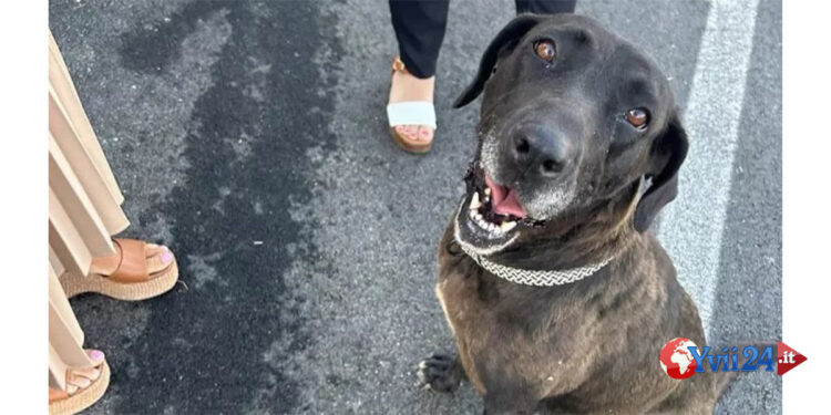 Lilly la cagnetta di strada che era la mascotte degli agrigentini grazie al Rifugio Hope Agrigento ha trovato adozione a Padova