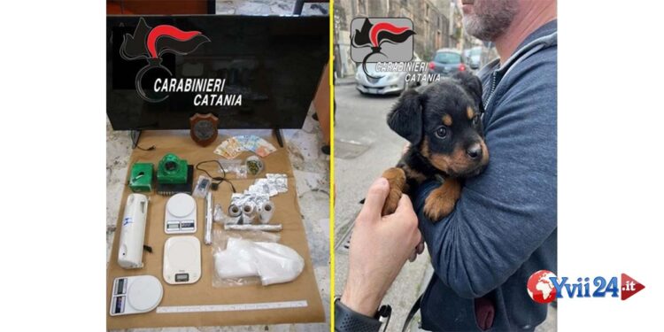 I CC della Compagnia di Catania Piazza Dante (VIDEO) hanno arrestato 4 pusher nel quartiere San Cristoforo e liberato il cucciolo Dante