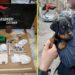 I CC della Compagnia di Catania Piazza Dante (VIDEO) hanno arrestato 4 pusher nel quartiere San Cristoforo e liberato il cucciolo Dante