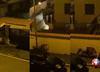 Un leone è scappato dal un circo a Ladispoli comune della provincia di Roma. Il sindaco ai concittadini “Non uscite di casa”