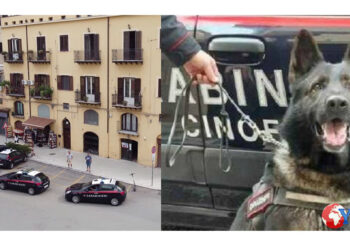 I CC di Palermo di San Filippo Neri e del Nucleo Cinofili di Villagrazia hanno arrestato uno spacciatore: nascondeva la cocaina in ascensore